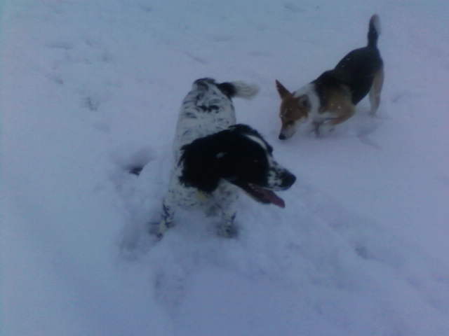 Dog Training Tips, Basic Manners, Important Things, and Tricks