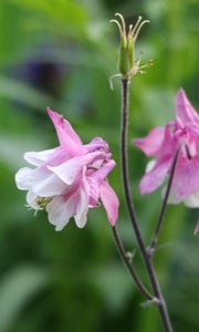What to Cut & Dry - Flowers With Seed Pods