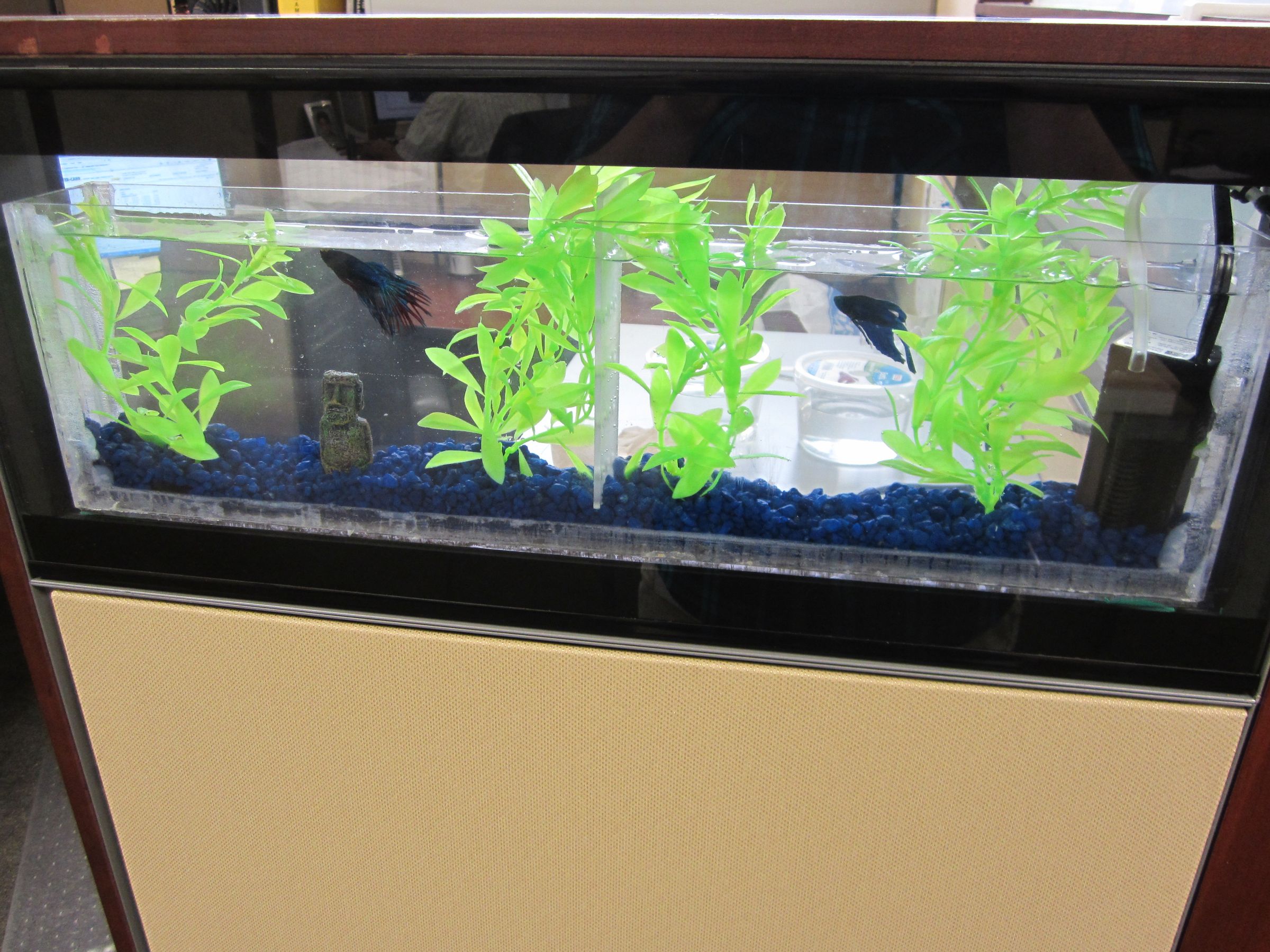DIY Office fishtank
