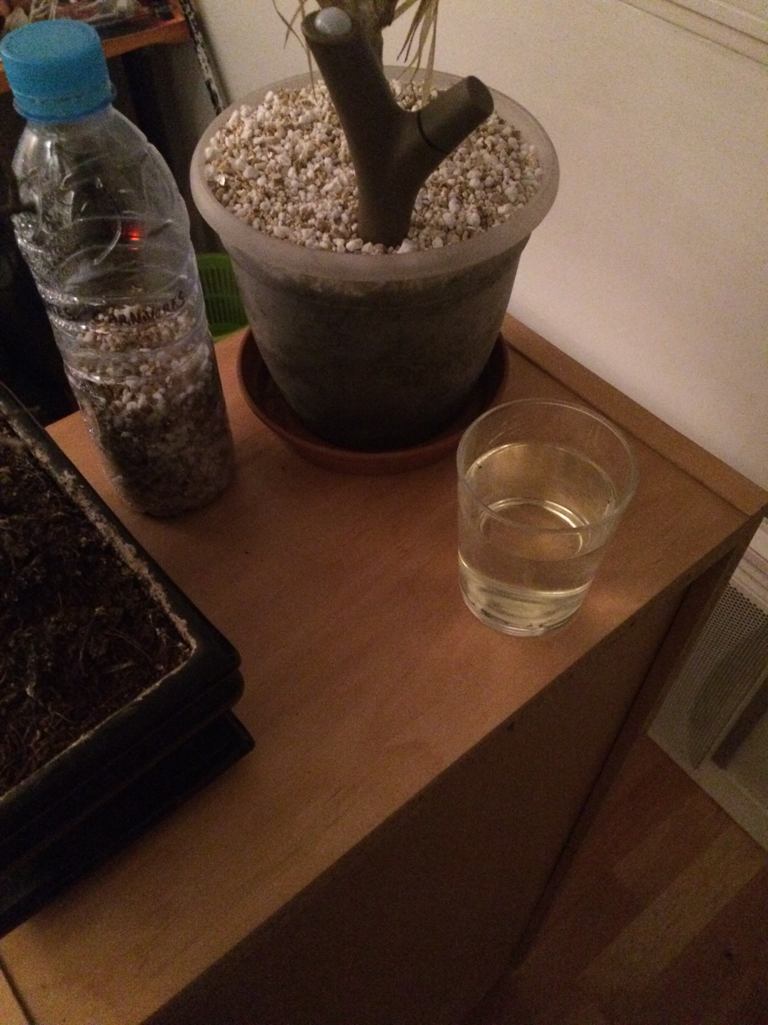 Easiest Fly Trap Ever