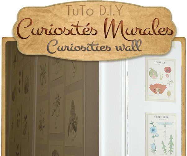 { CURIOSITIES WALL }