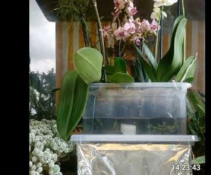 Orchis Ebb and Flow DIY