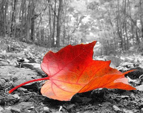 How to Make a Color Splash Image