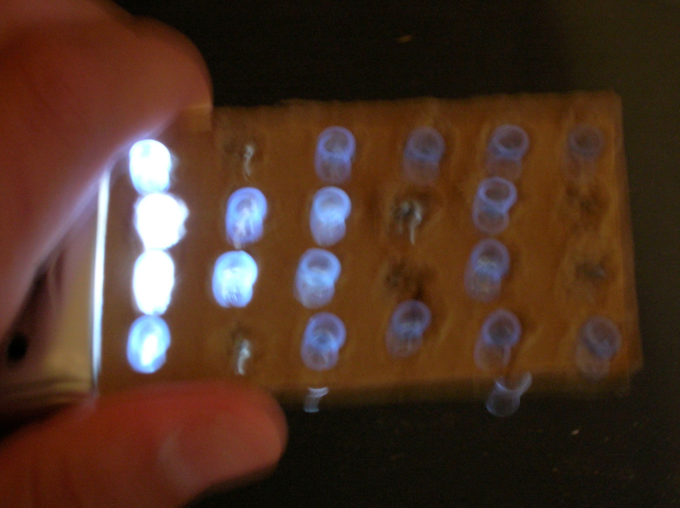 Poor Mans Lite-Brite