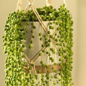 Water Propagating String of Pearls