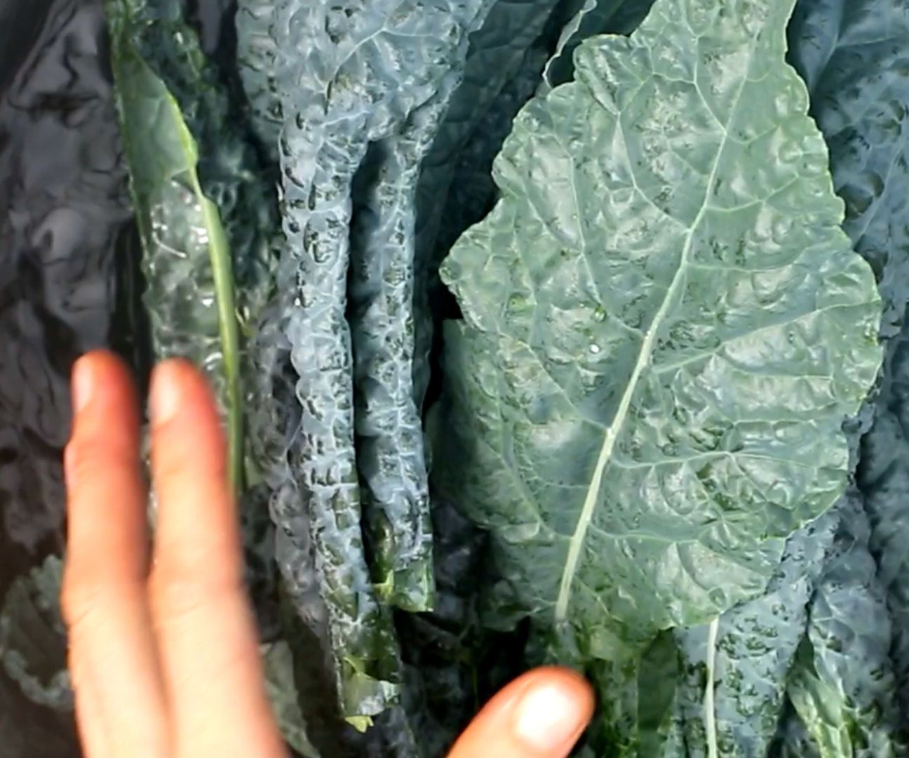 How to prep kale