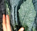 How to prep kale