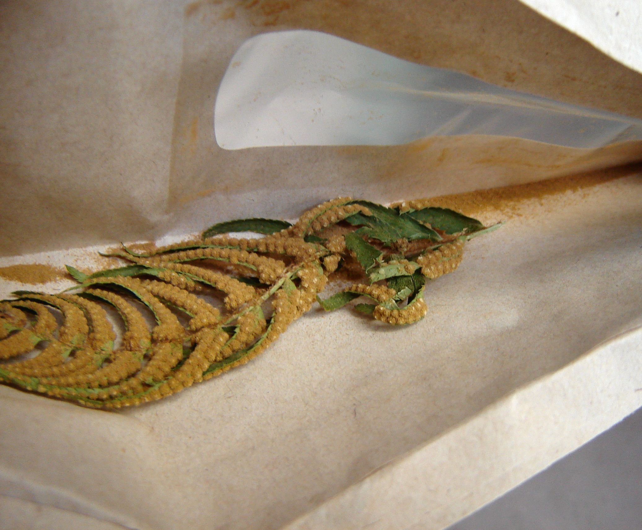How to Grow Ferns From Spores (with Pictures) Instructables