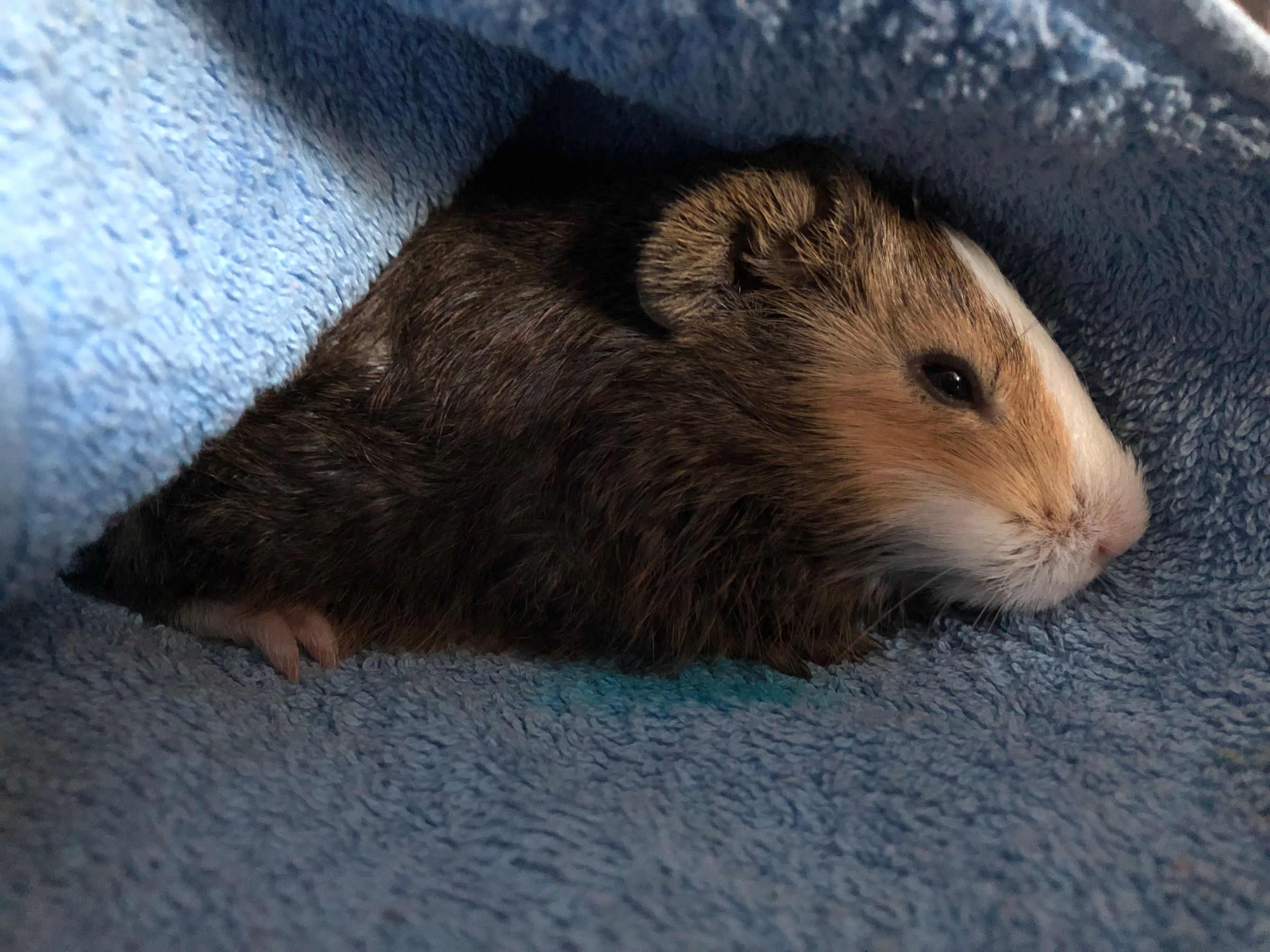 How to Bathe a Guinea Pig 4 Steps Instructables