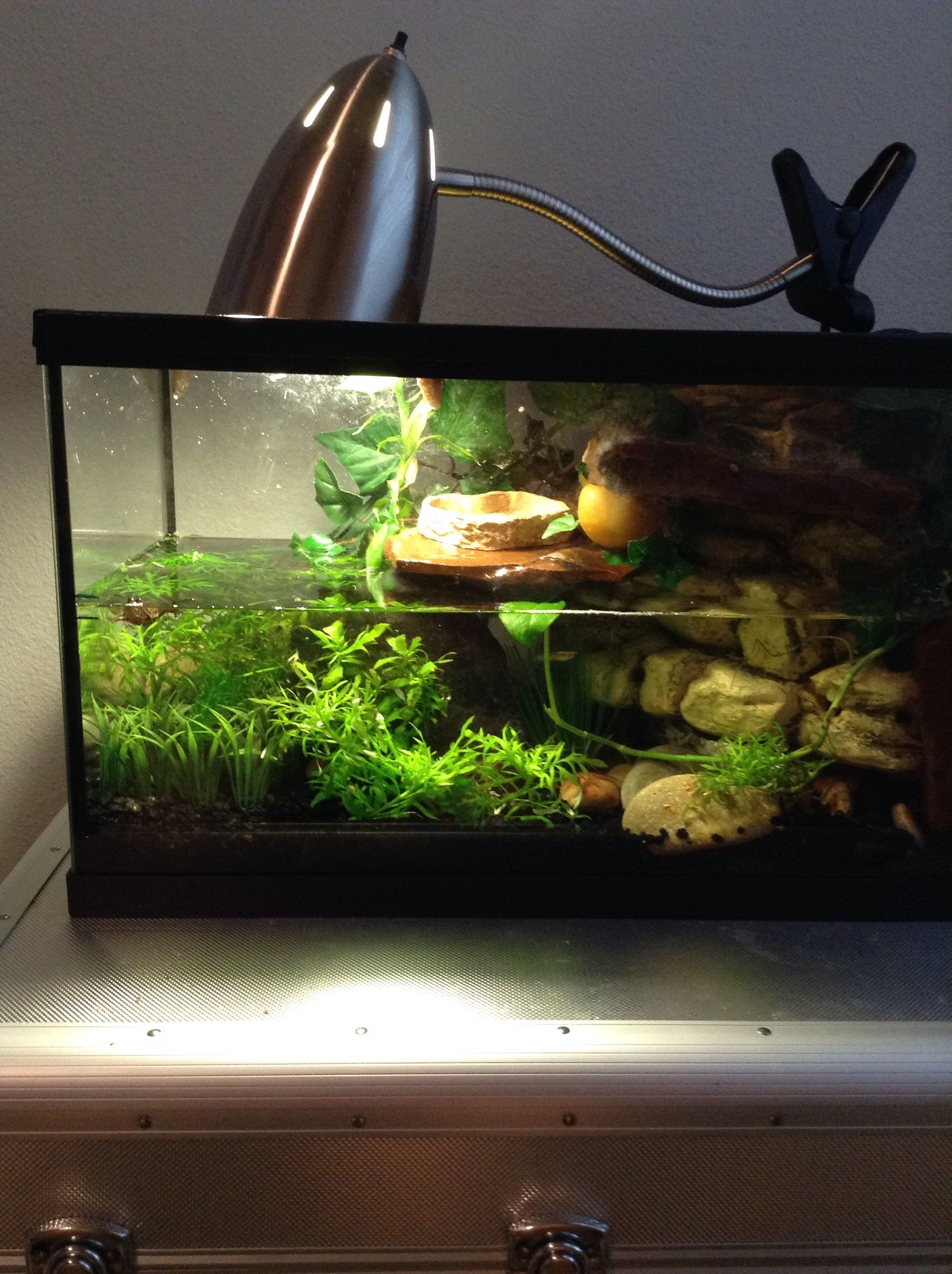 Viviarum fauna Plant Tank