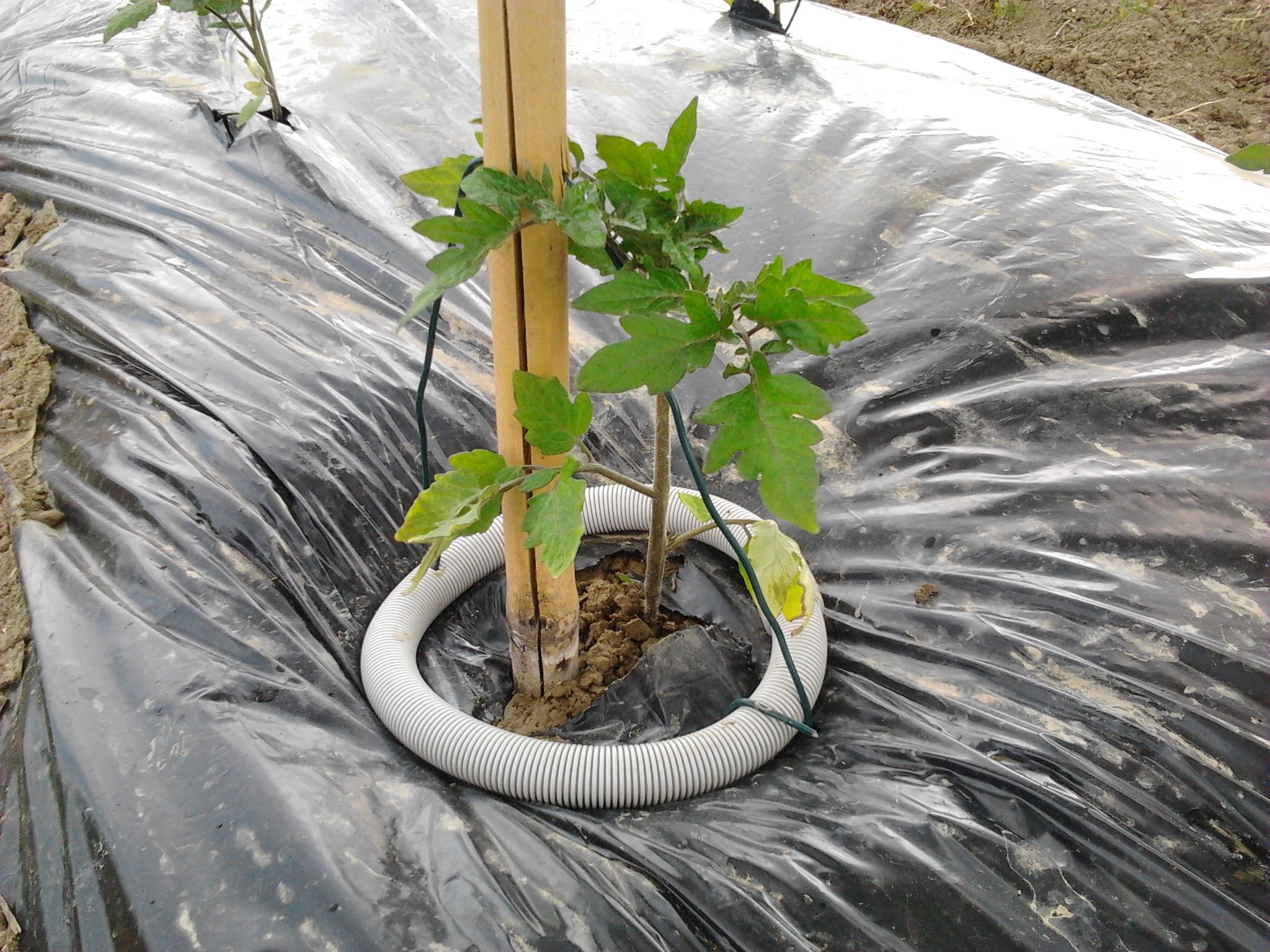 Simple Block Weeds and Water Conveyor