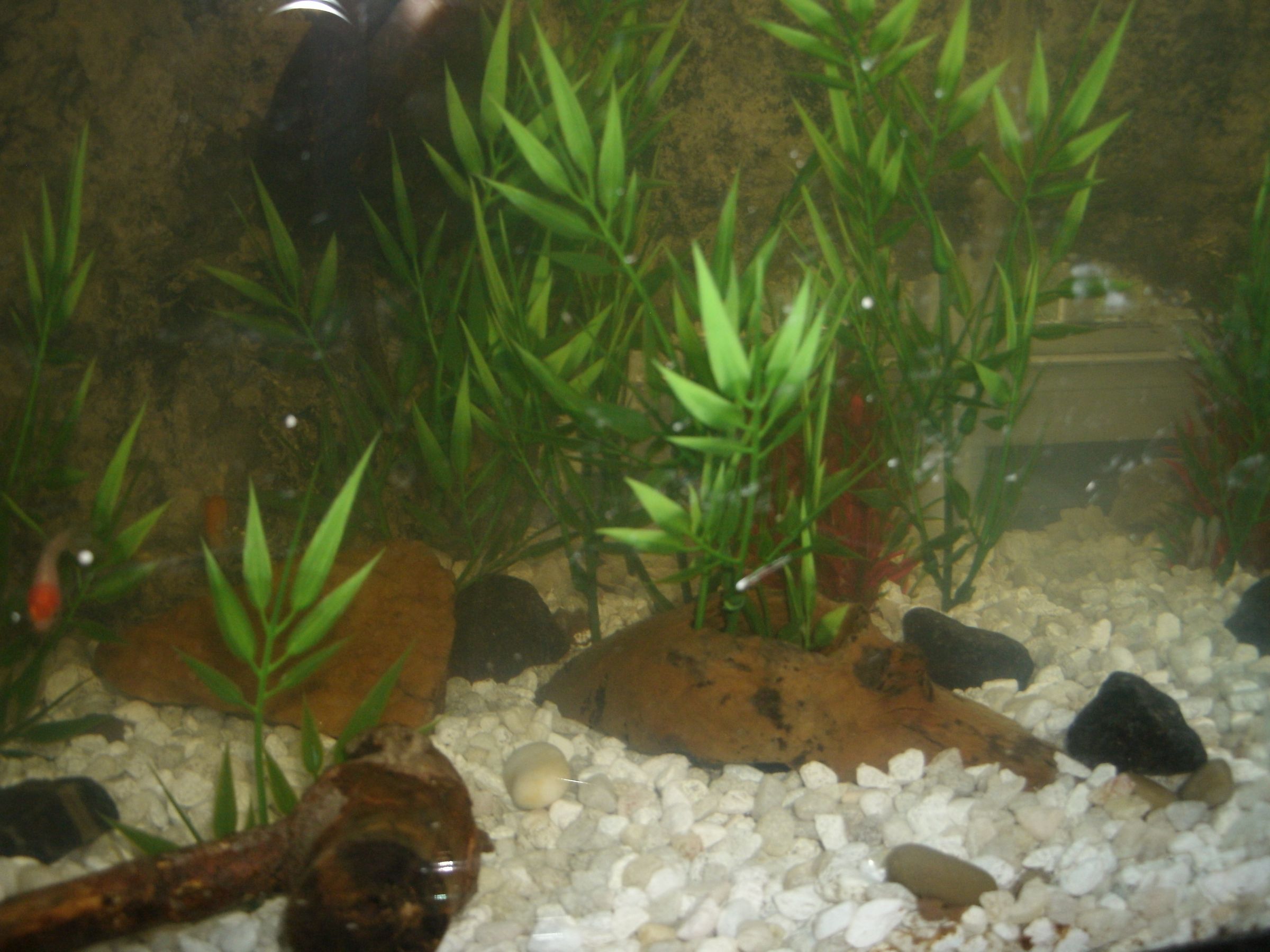 Cheap Artificial Aquarium Plants 6 Steps Instructables