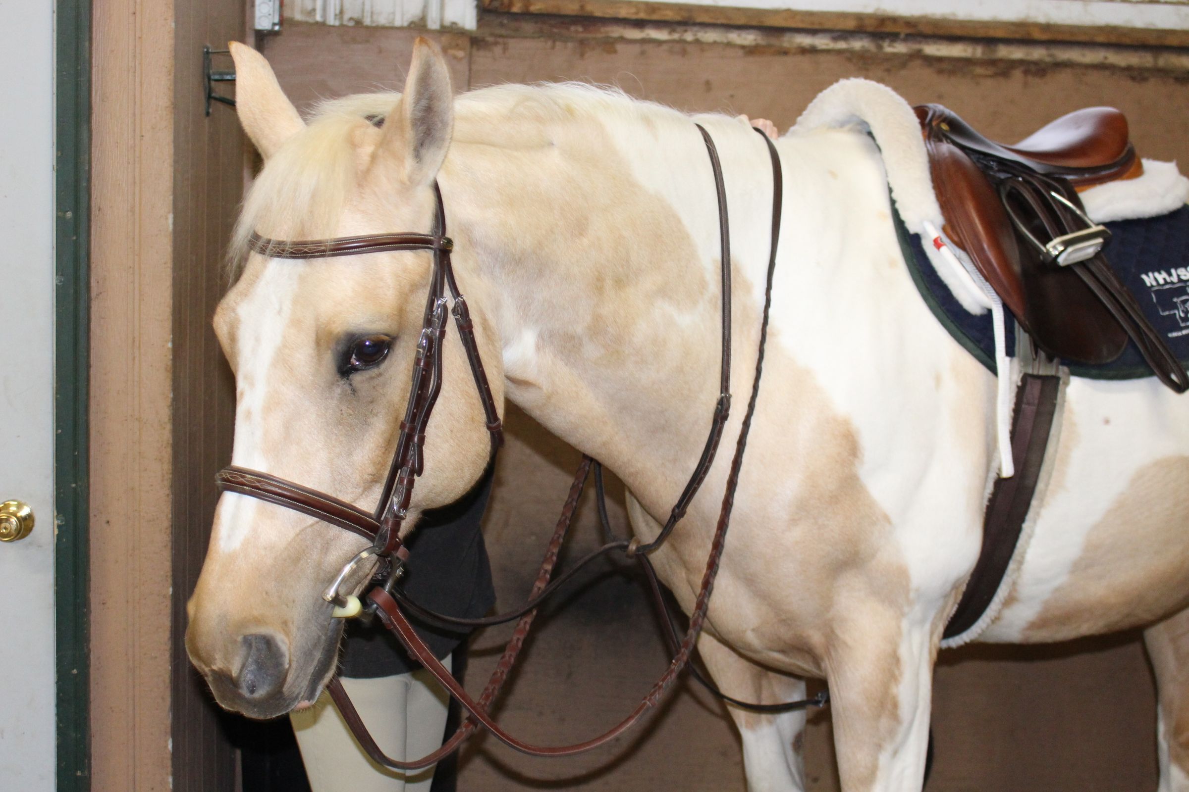 How to Tack Up a Horse for English Riding 5 Steps Instructables