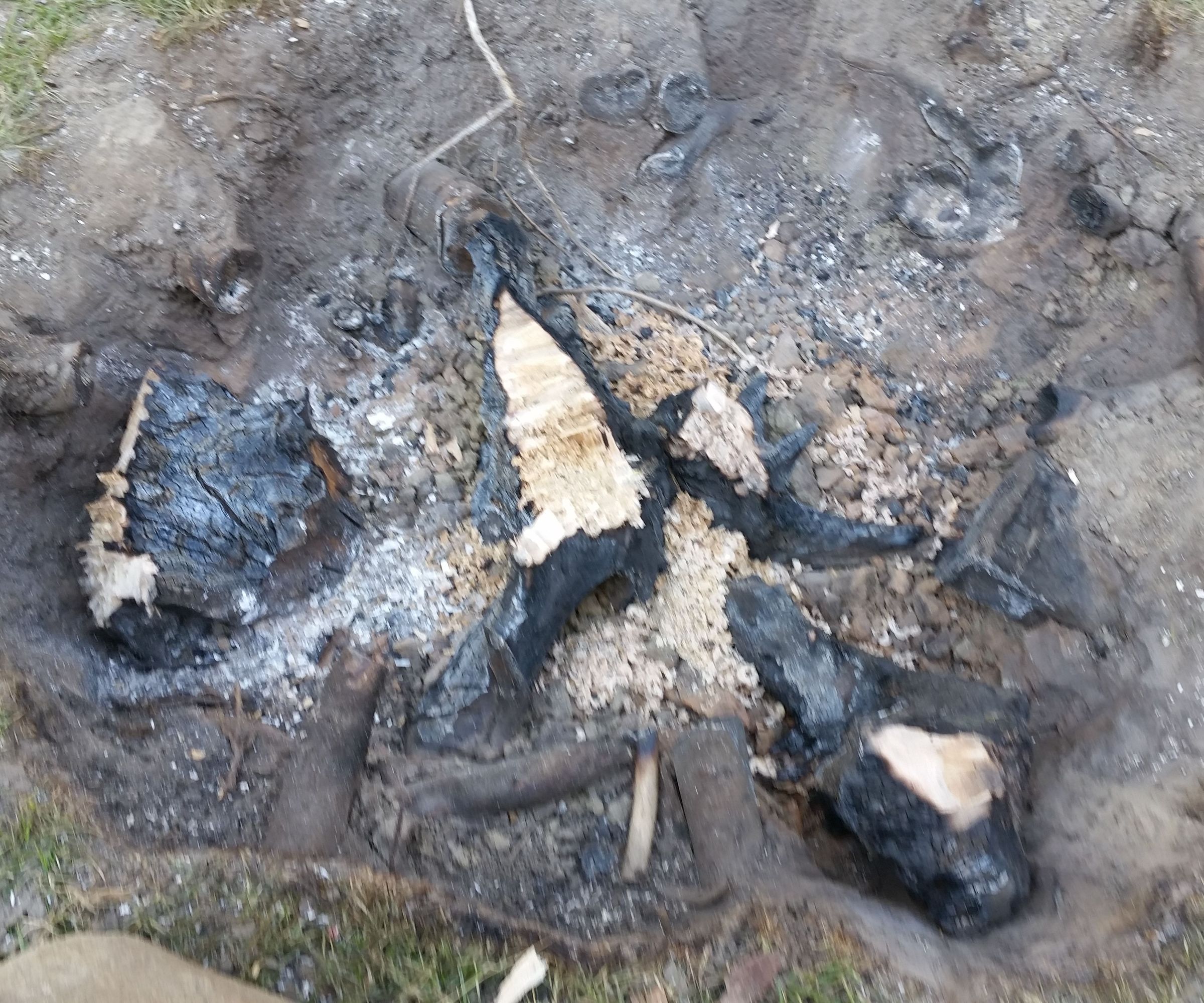 Trump That Stump! Easy Removal of a Tree Stump