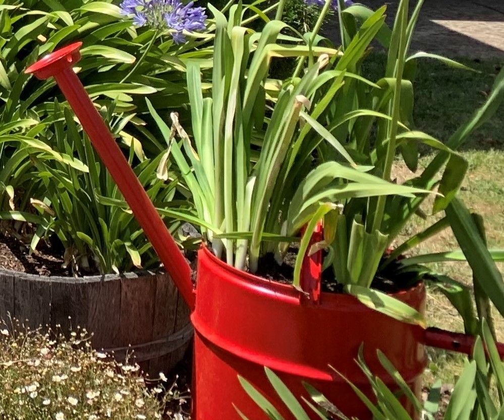 Watering Can Planter