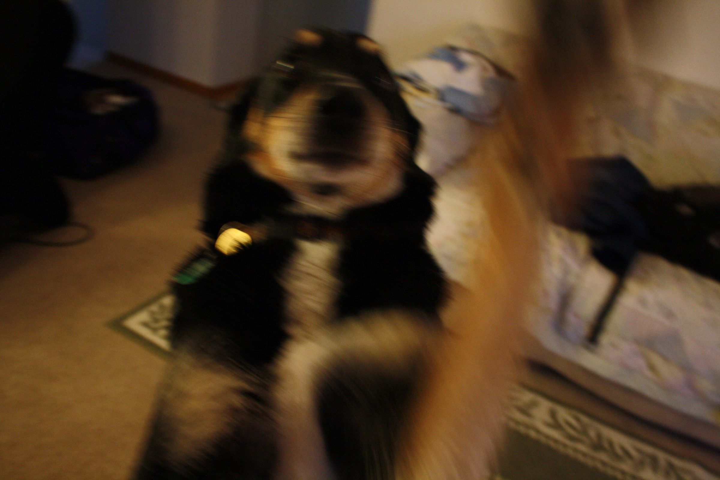 How to Make Your Dog Jump Up and Kiss Your Face 5 Steps Instructables