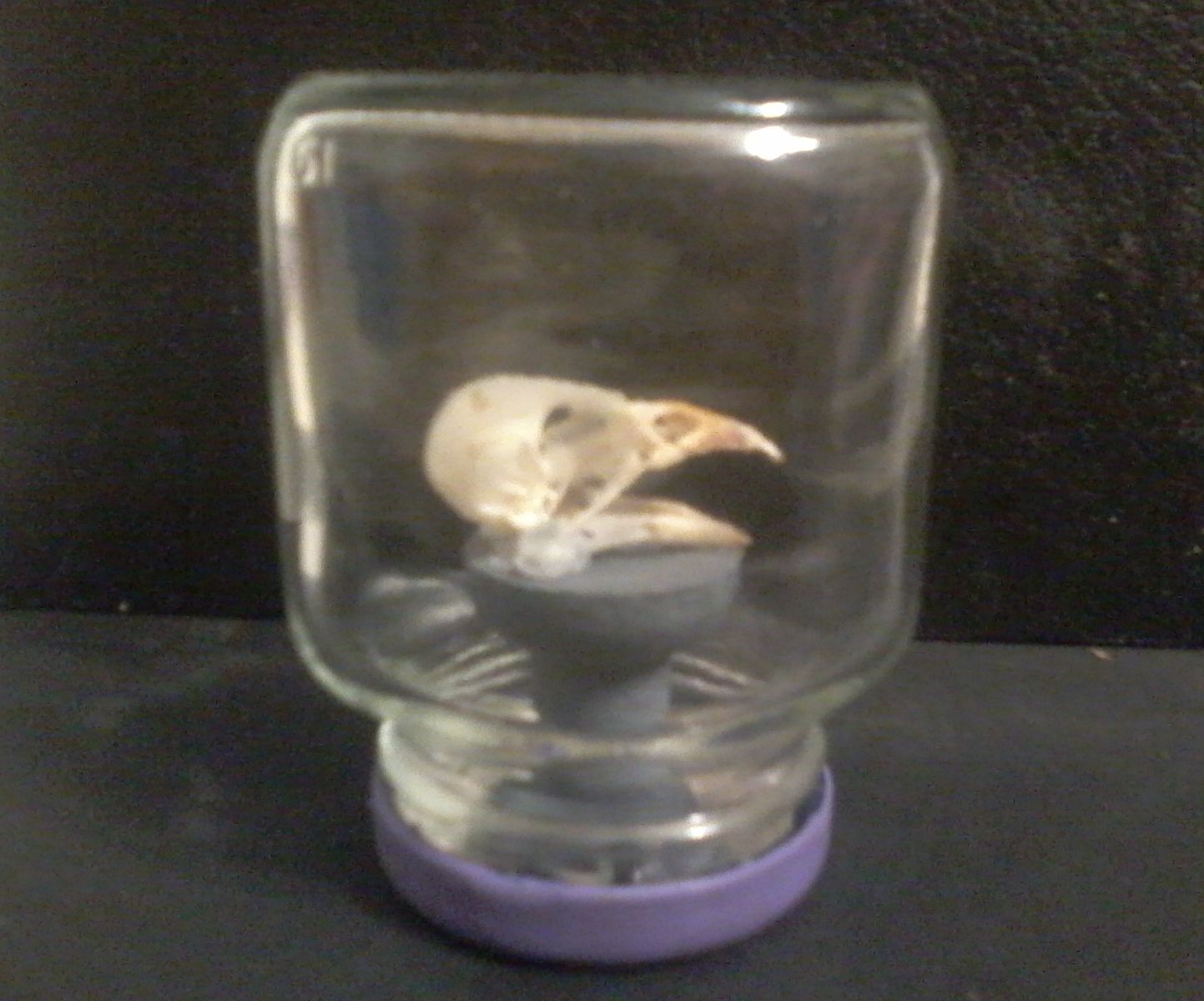Portable Mounted Bird Skull