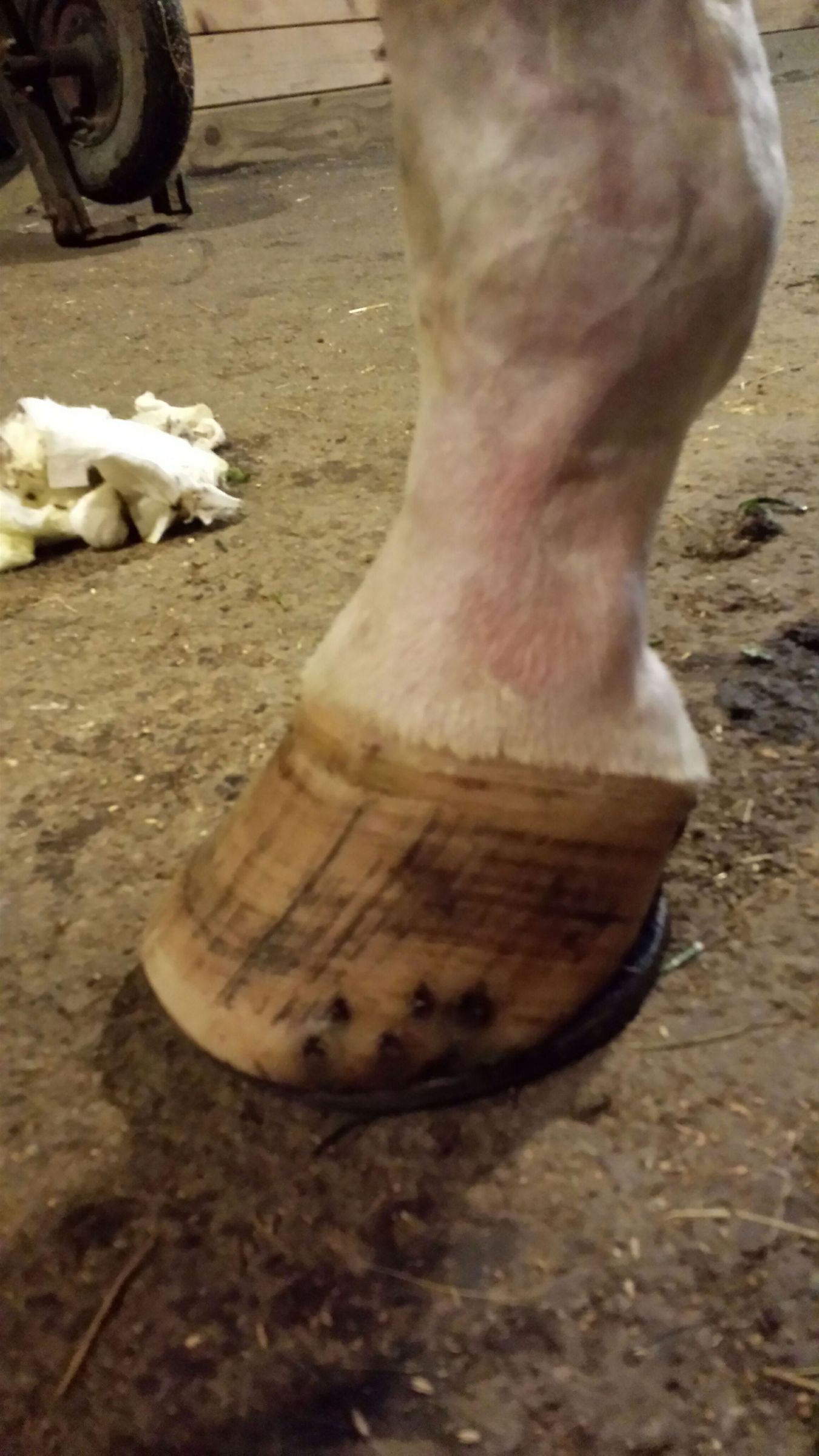 The Best Horse Hoof Shine in the World