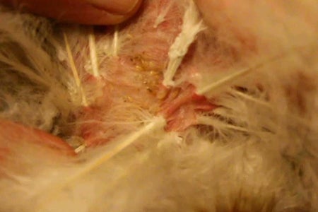 Lice - Knowing What You Are Dealing With