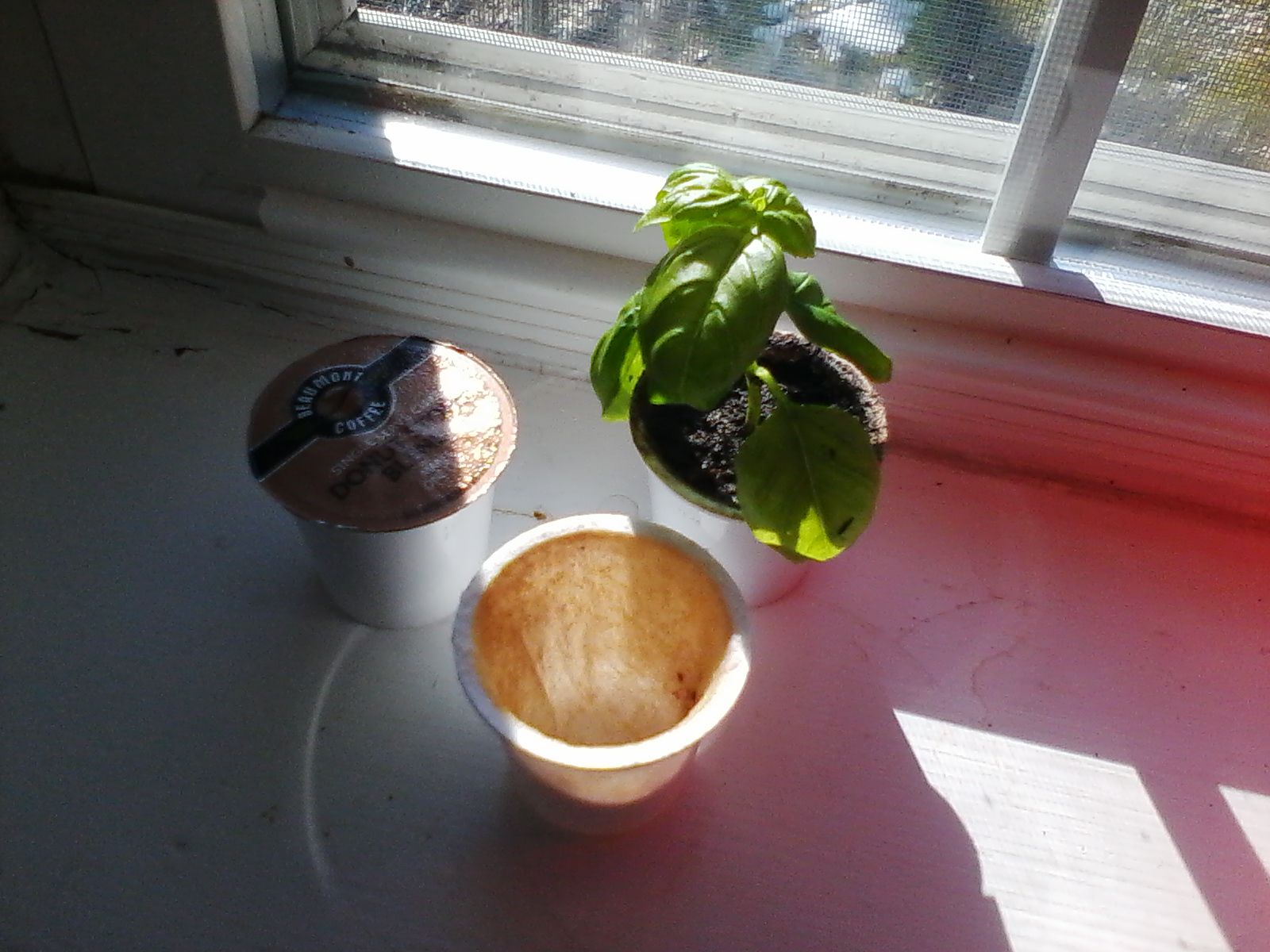 Reuse K-Cups As Seed Starters