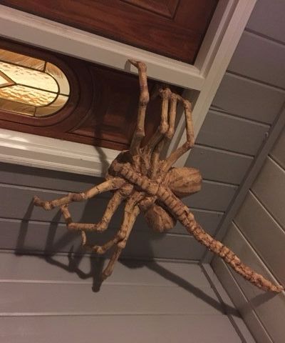 DIY Facehugger Halloween Decoration