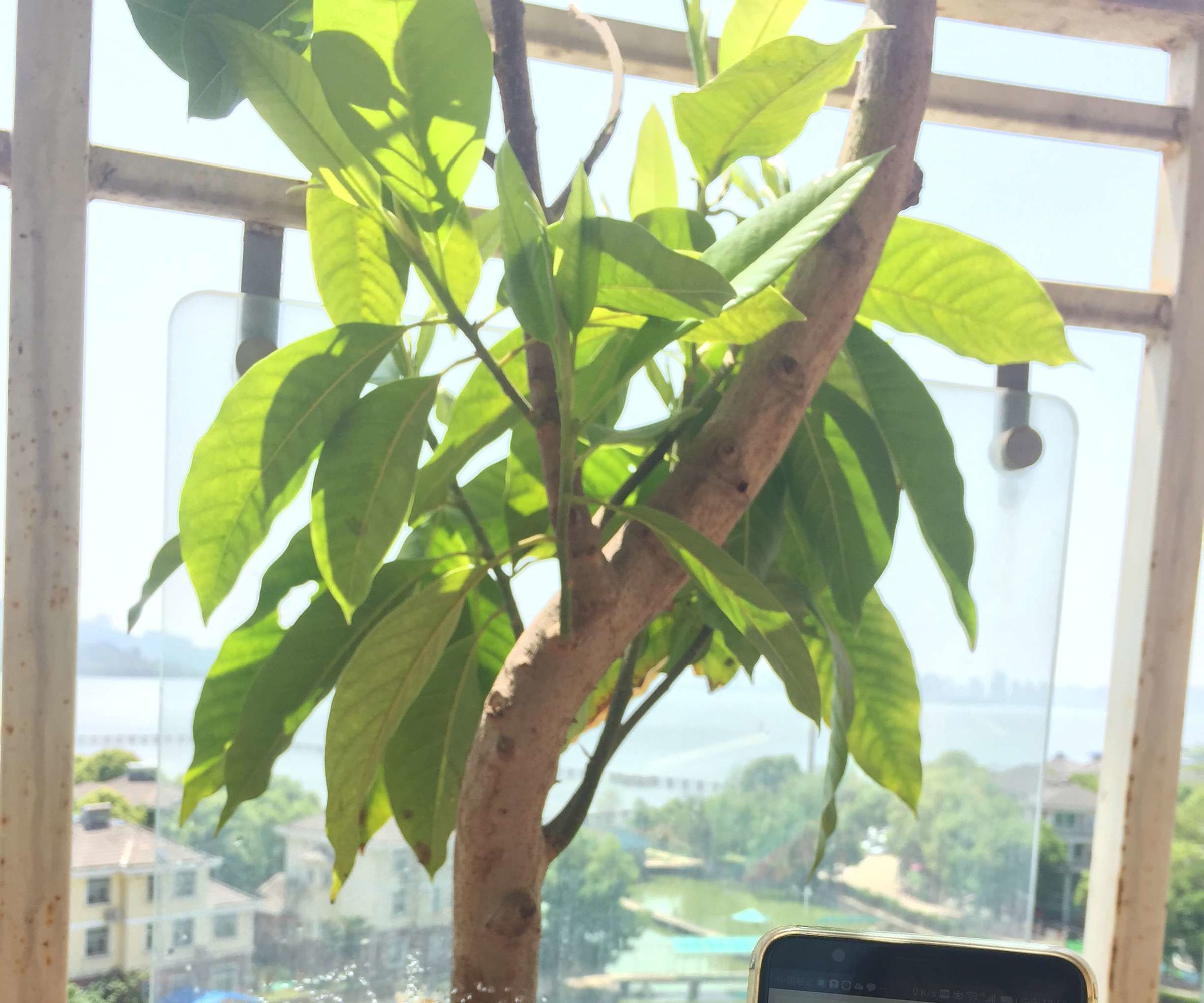 DIY Wireless Automatic Plant Watering System Without Internet Access Requirement