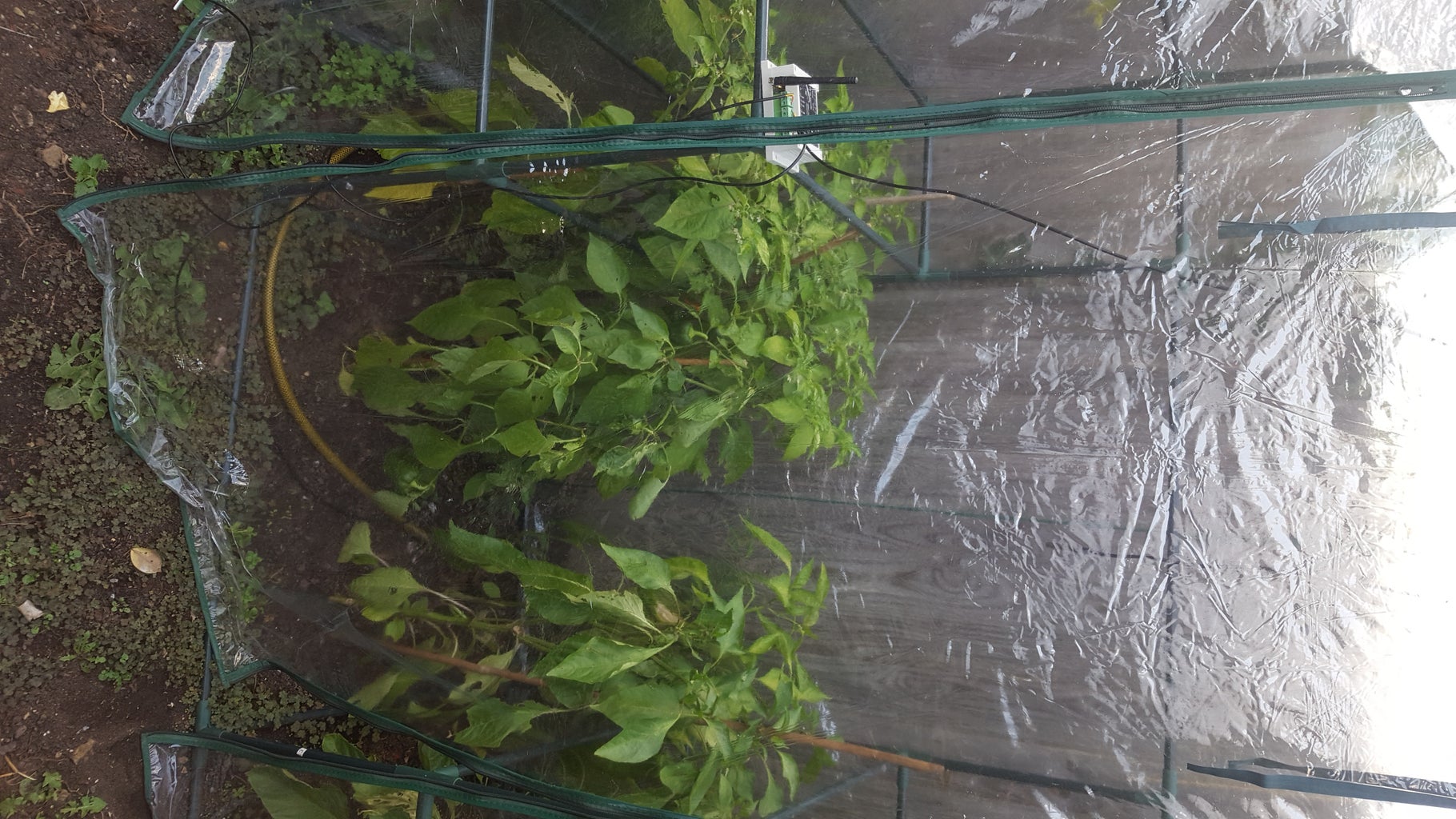 Smart Greenhouse : 6 Steps Circuit Diagram