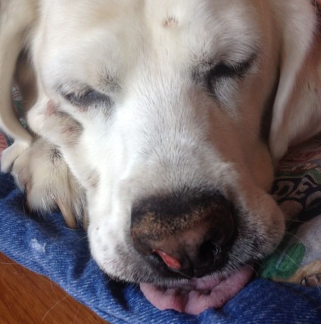 Mylemmaforevatogetha