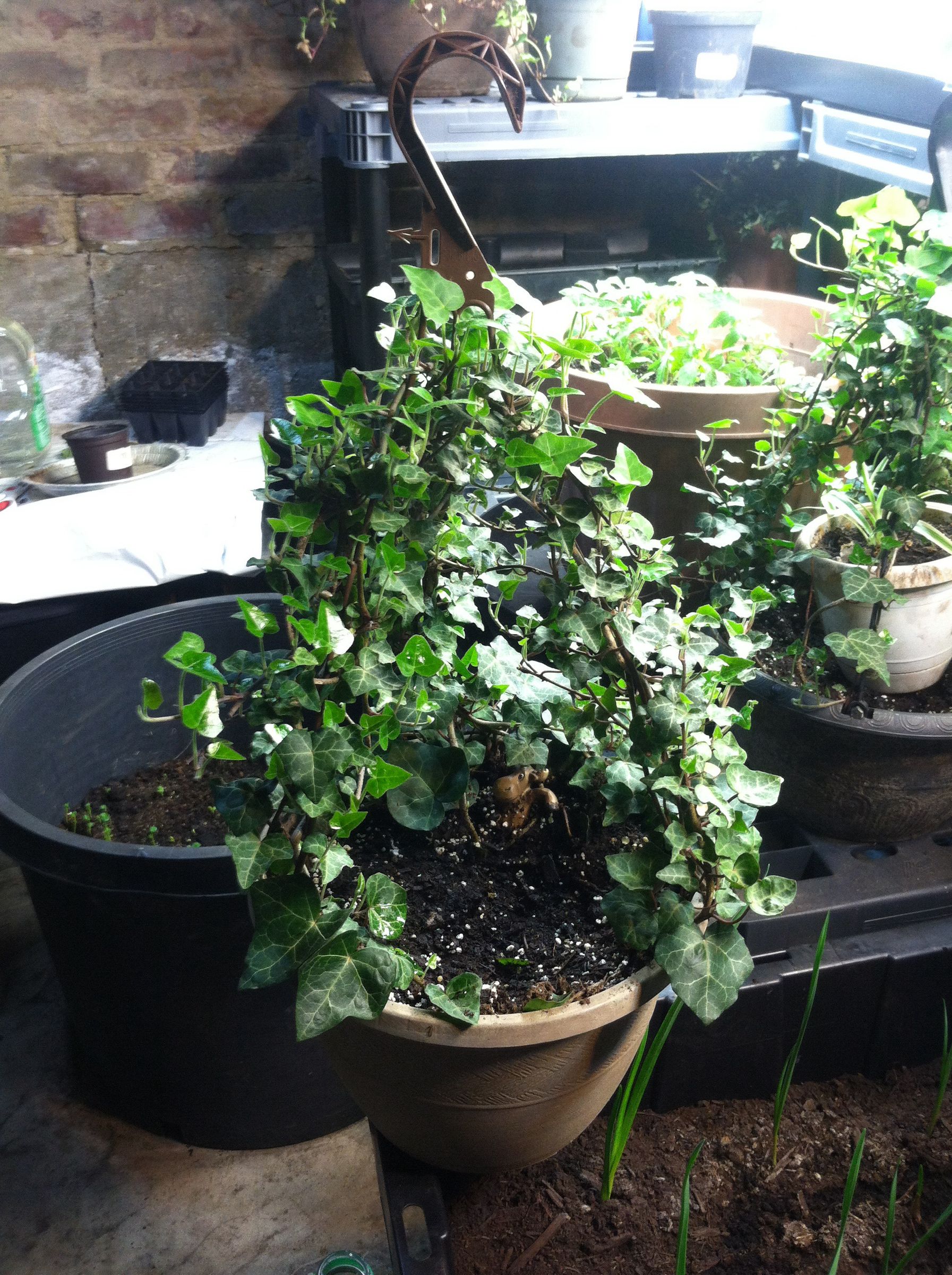 Air Layering Propagation With Clay, Diapers, and Dirt 5 Steps (with