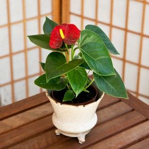 Take Delight in the Beauty of Get Well Plants