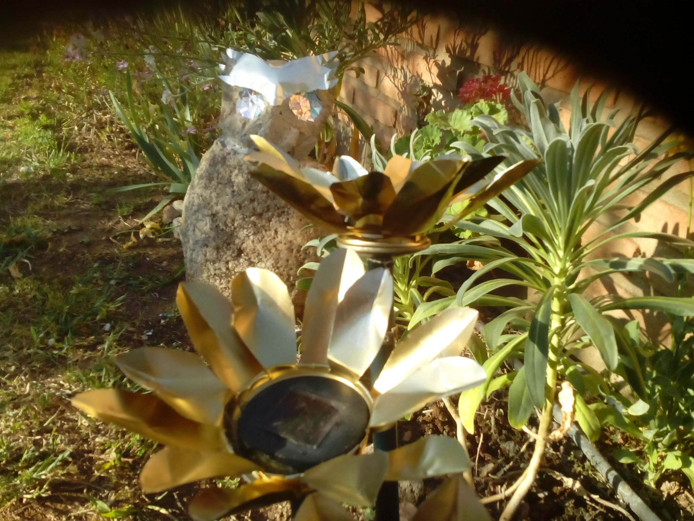 ILLUMINATED BY THE SUN...FLOWERS