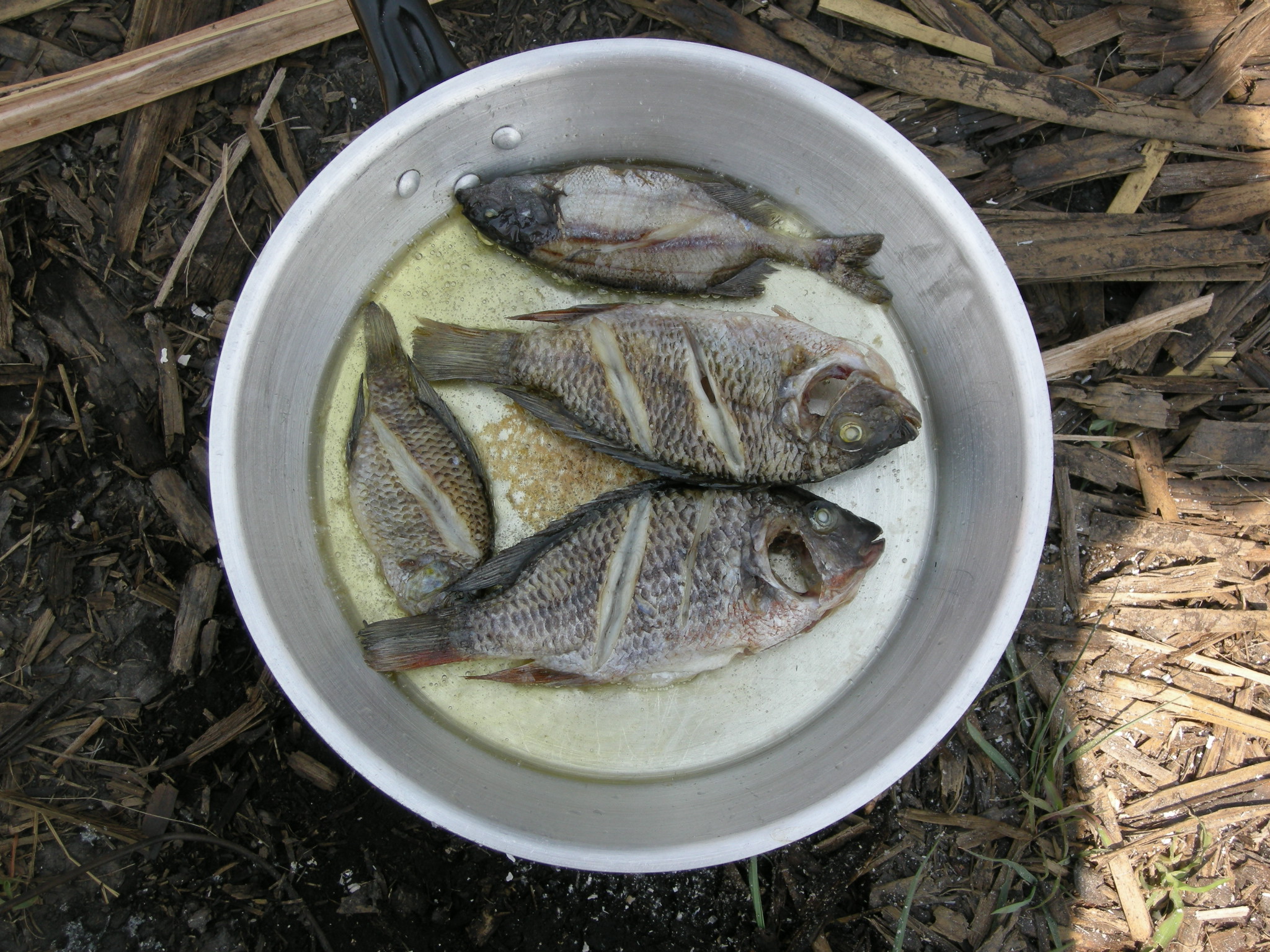 Eat Invasive Species: Zambian Pan Fried Tilapia