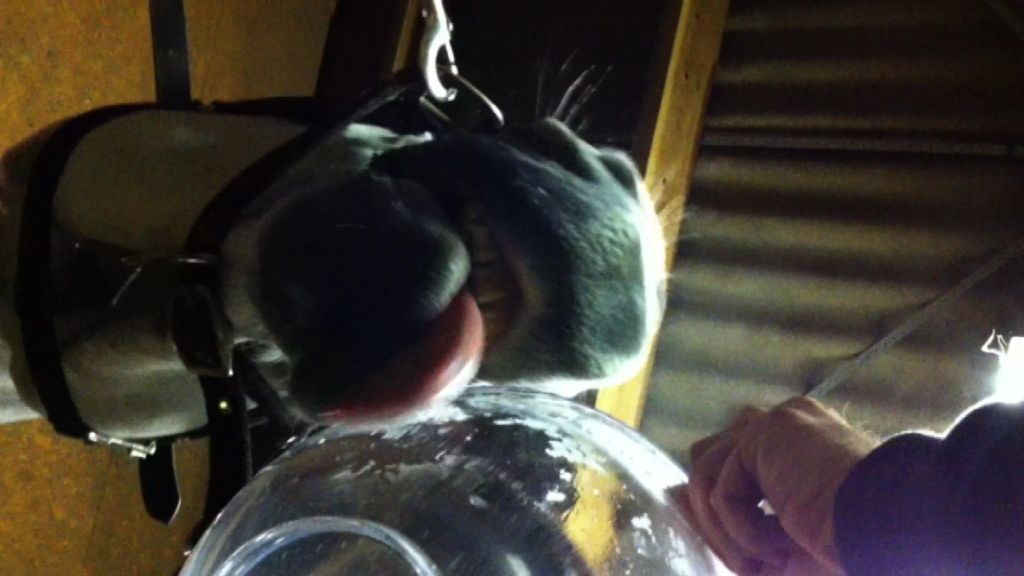 How Do Horses Drink ?