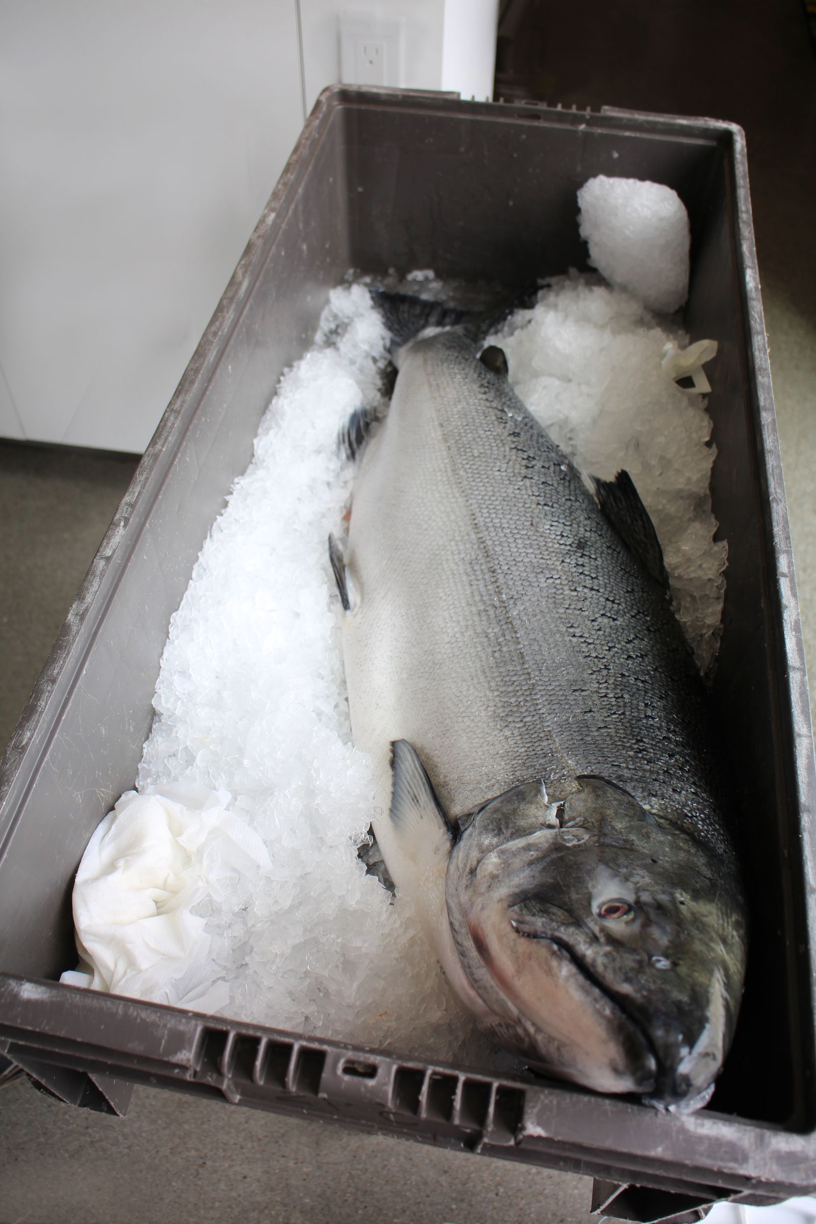 Urine Tanned Salmon Leather 8 Steps (with Pictures) Instructables