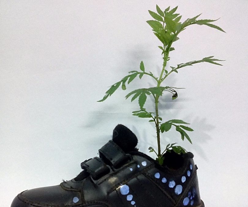 Shoe Pot Plant