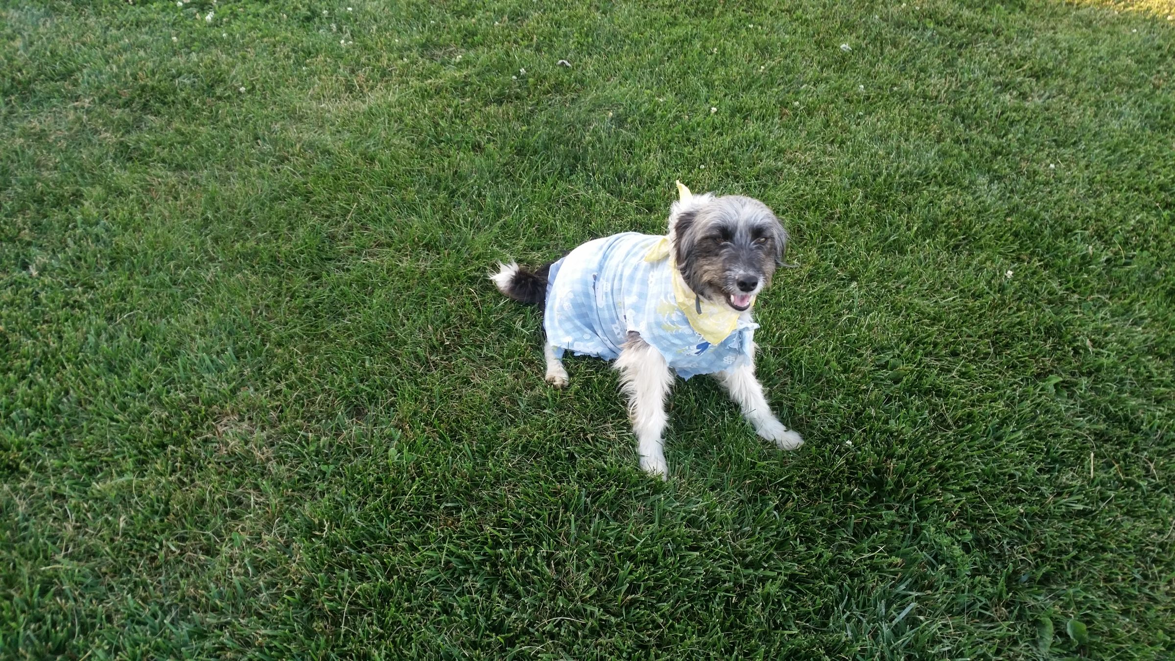 Dog Sweater Made Easily Out of Recycled Flannel Bedsheet.