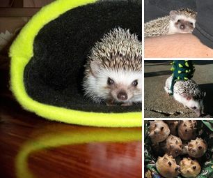 Hedgehog
