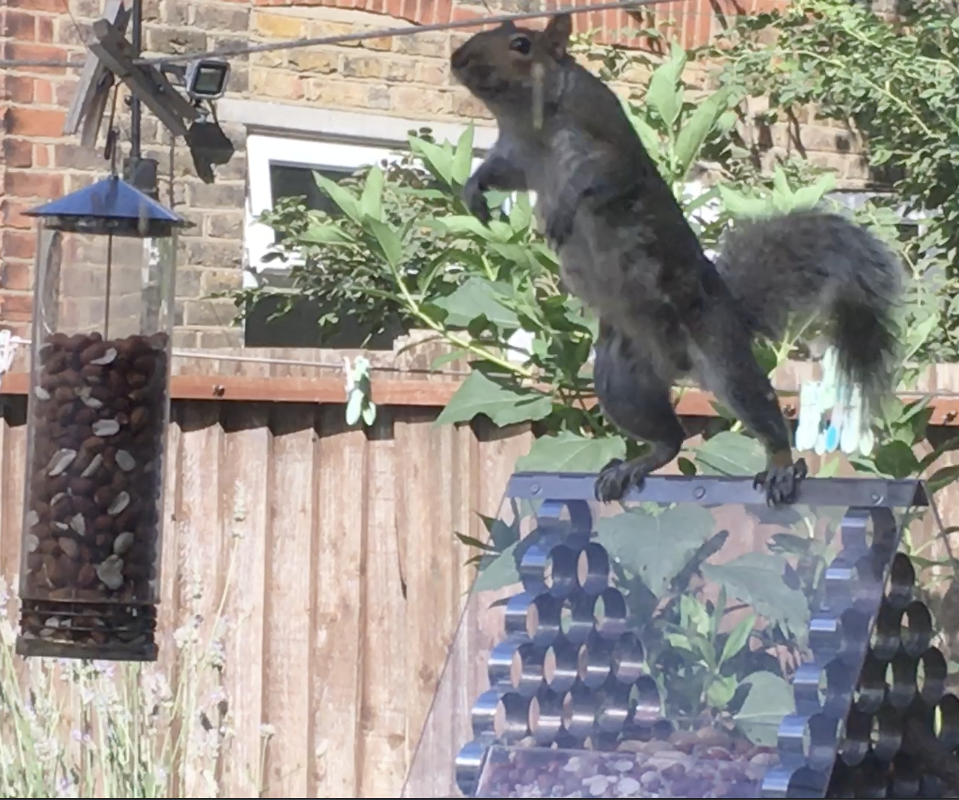Squirrel Proof Bird Feeder Challenge