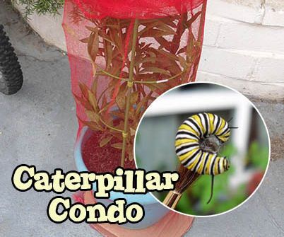 Caterpillar Condo and Metamorphosis Hut