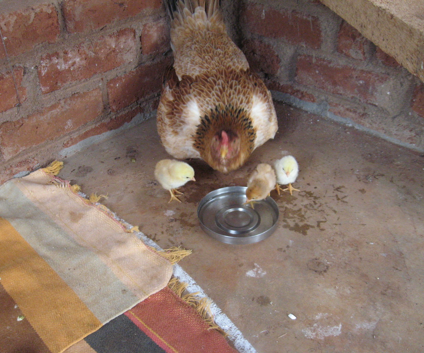 Growing Chicken in the Backyard