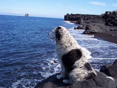 YOUR DOG ON a WALK: ADVANCED