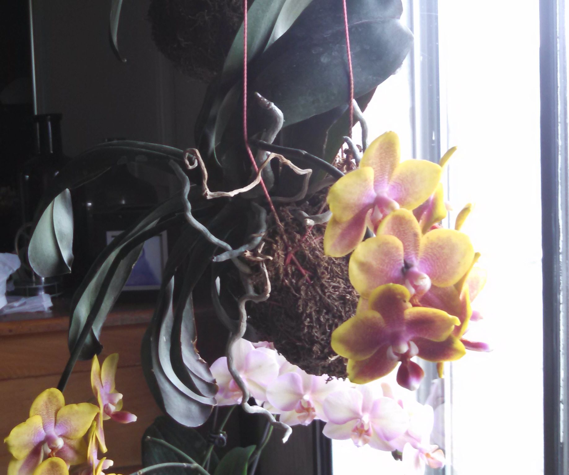 Flying Orchids, Happy Times