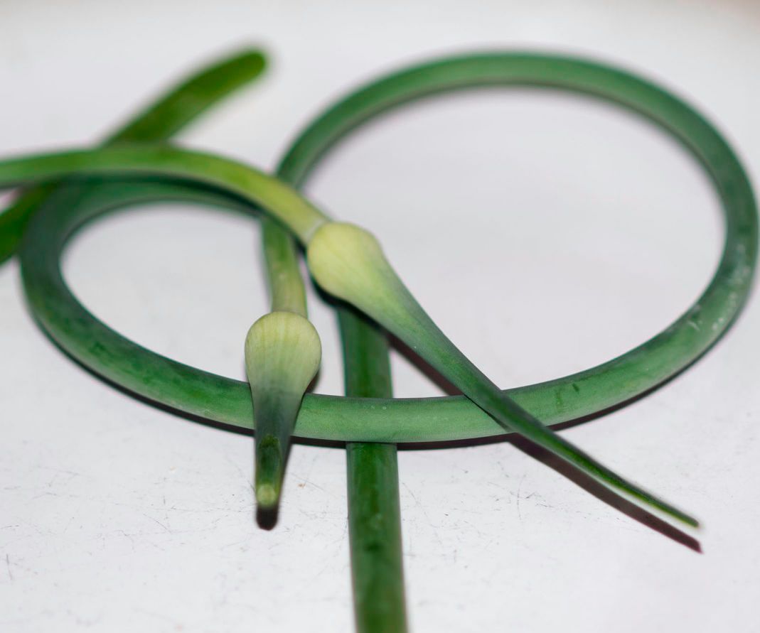 Homemade Garlic Scape Pesto