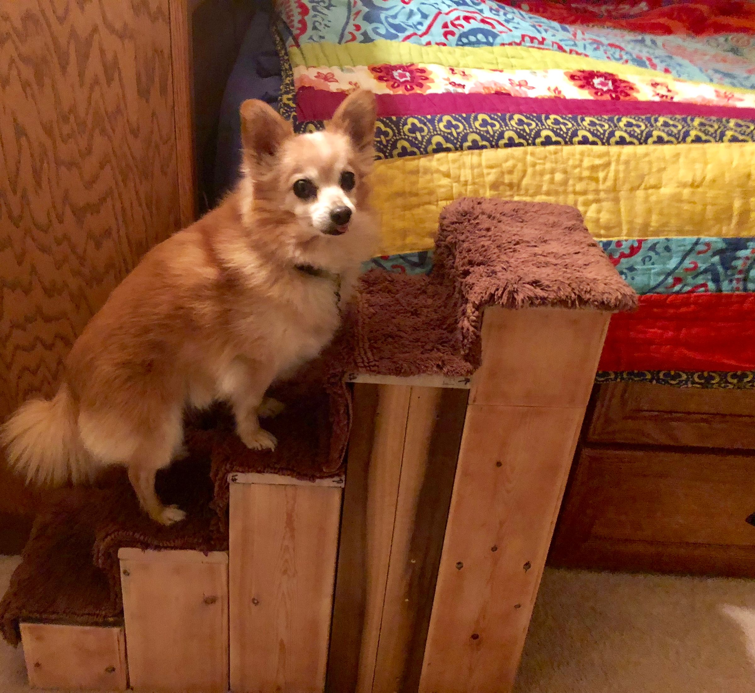 Scrap Wood Dog Stairs 9 Steps (with Pictures) Instructables