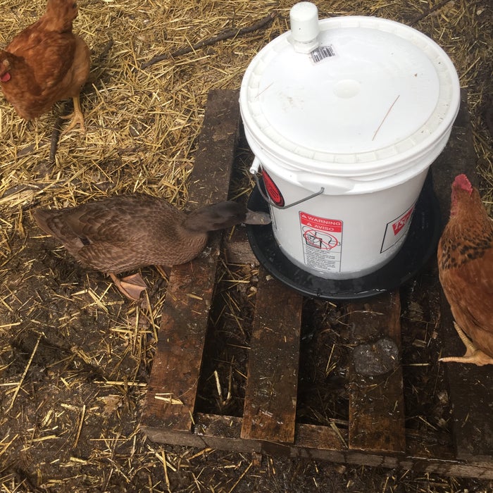 Step 6: Watch Your Chickens Enjoy Clean Water.