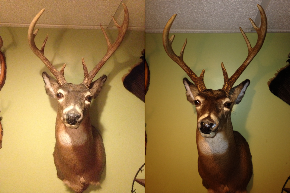 Bring life back to your taxidermy mounts