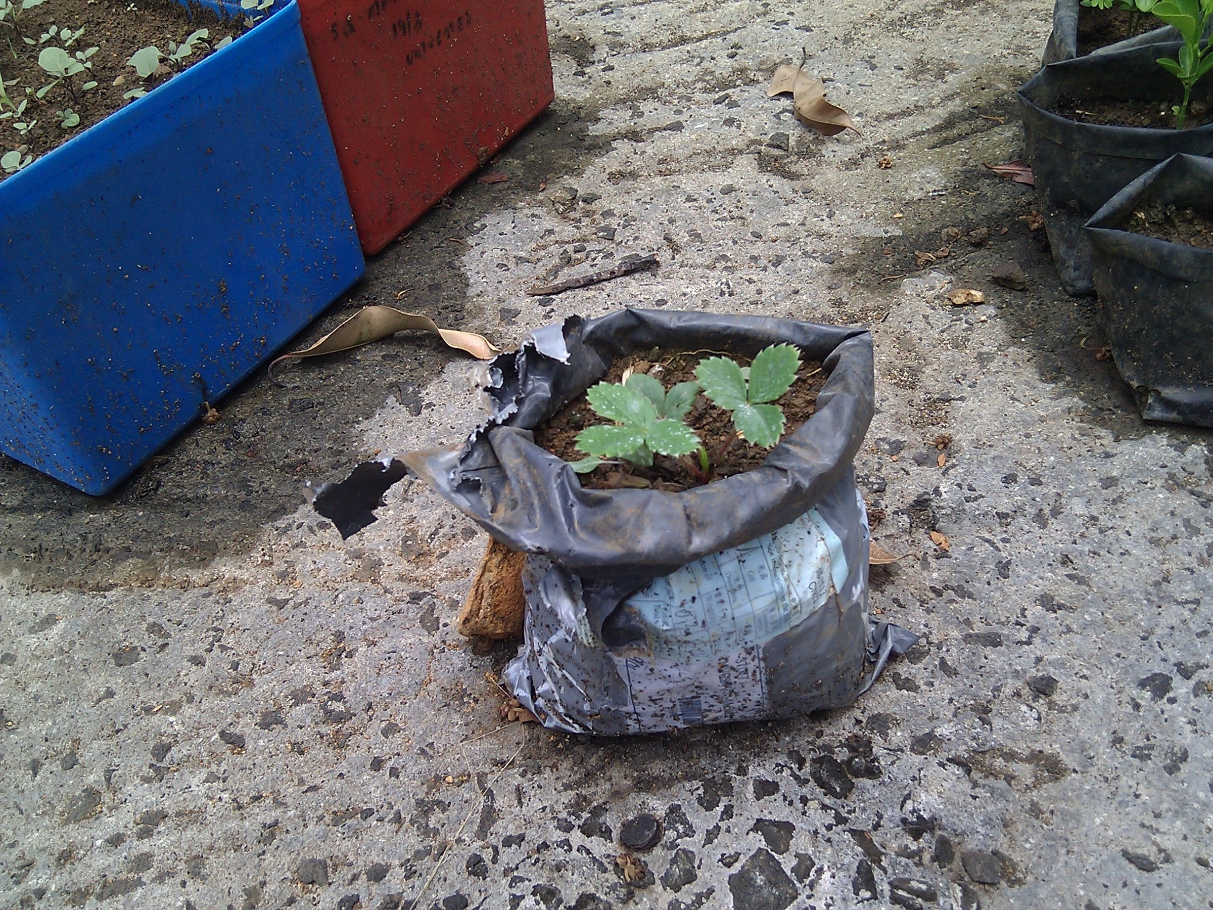 Using Shipping Packets to Grow Plants