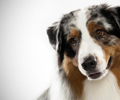 Taking Care of an Australian Shepherd Dog