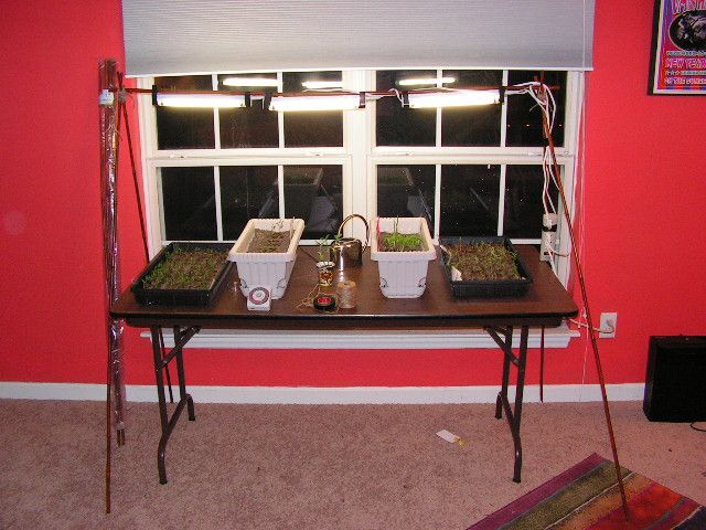 Grow Lights From Bamboo Poles and Small Fluorescent Lights