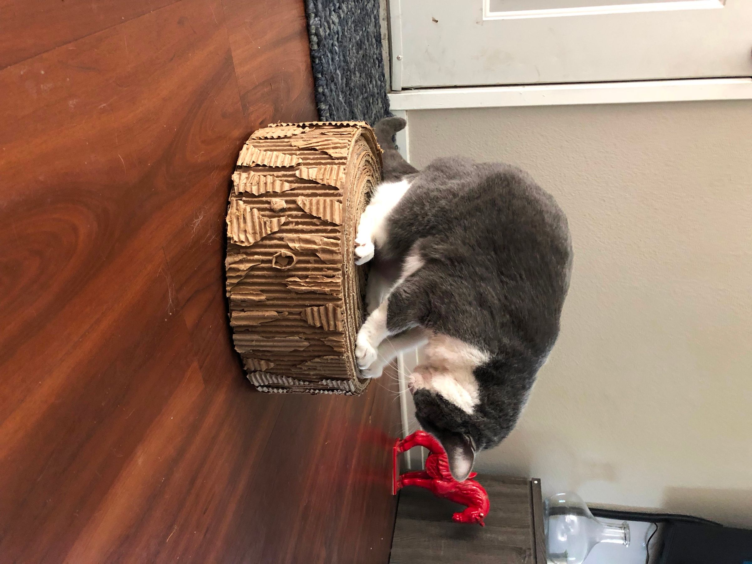 How to Make Your Cats Love You 11 Steps (with Pictures) Instructables